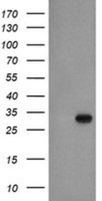 Western Blot: EXOSC3 Antibody (OTI1D6)Azide and BSA Free [NBP2-71881]