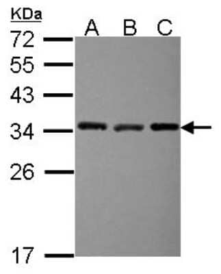 Western Blot: EXOSC3 Antibody [NBP2-16392]