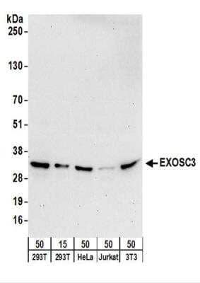 Western Blot: EXOSC3 Antibody [NBP2-22261]