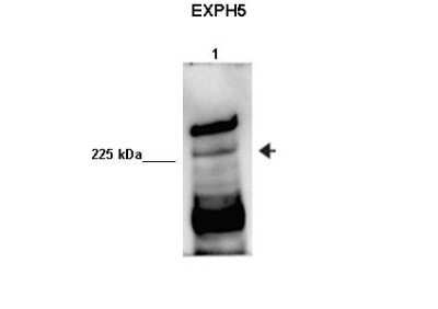 Western Blot: EXPH5 Antibody [NBP1-80506]