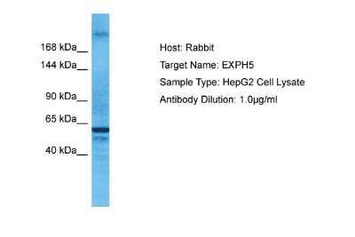 Western Blot: EXPH5 Antibody [NBP1-80506]