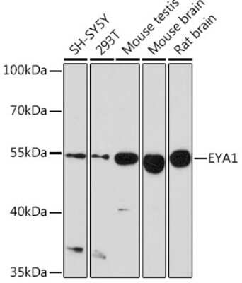 Western Blot: EYA1 AntibodyAzide and BSA Free [NBP3-04365]