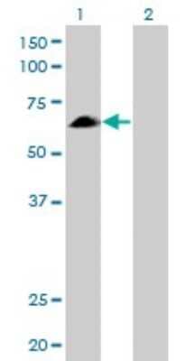 Western Blot: EYA2 Antibody (2F8) [H00002139-M04]