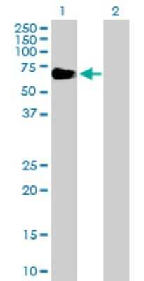 Western Blot: EYA2 Antibody [H00002139-D01P]