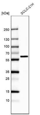 Western Blot: EYA2 Antibody [NBP1-84026]