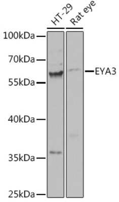 Western Blot: EYA3 AntibodyBSA Free [NBP3-04637]