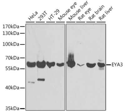 Western Blot: EYA3 AntibodyBSA Free [NBP3-04638]