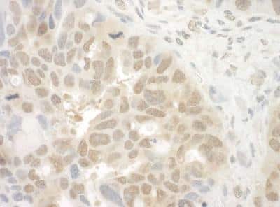 Immunohistochemistry-Paraffin: EYA4 Antibody [NBP1-41100]