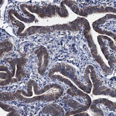 Immunohistochemistry-Paraffin: EYA4 Antibody [NBP1-85546]
