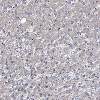Immunohistochemistry-Paraffin: EYA4 Antibody [NBP1-85546]