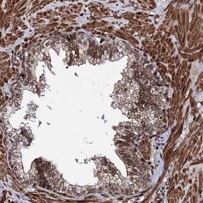 Immunohistochemistry-Paraffin: EYA4 Antibody [NBP1-85548]