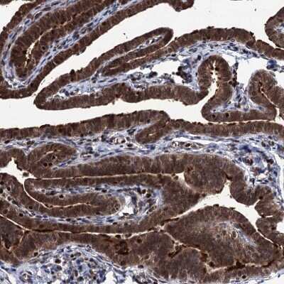Immunohistochemistry-Paraffin: EYA4 Antibody [NBP1-85548]