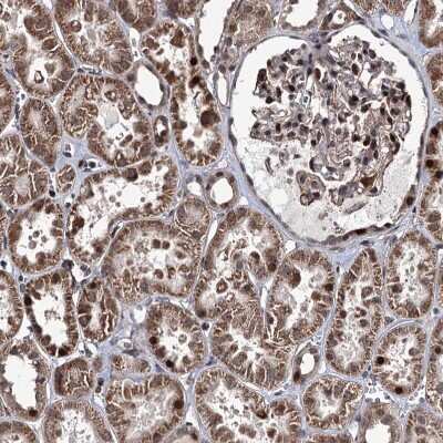 Immunohistochemistry-Paraffin: EYA4 Antibody [NBP1-85548]