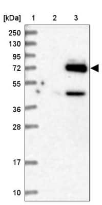 Western Blot: EYA4 Antibody [NBP1-85547]