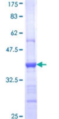 SDS-PAGE: Recombinant Human EYS/RP25 GST (N-Term) Protein [H00346007-Q01]