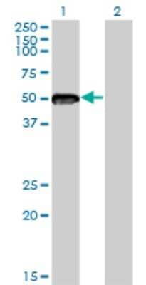 Western Blot: EZFIT/ZNF71 Antibody (3F4) [H00058491-M01]