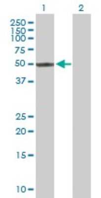 Western Blot: EZFIT/ZNF71 Antibody [H00058491-D01P]