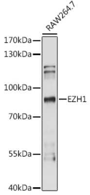 Western Blot: EZH1 AntibodyAzide and BSA Free [NBP3-04747]