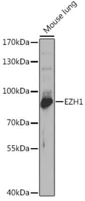 Western Blot: EZH1 AntibodyBSA Free [NBP3-04748]