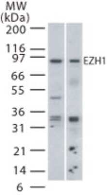 Western Blot: EZH1 Antibody [NB100-56358]