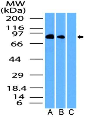 Western Blot: EZH1 Antibody [NB100-56358]