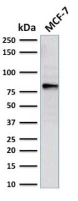 Western Blot: EZH2/KMT6 Antibody (EZH2/2536) [NBP3-07187]