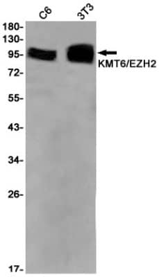 Western Blot: EZH2/KMT6 Antibody (S07-5B1) [NBP3-19672]