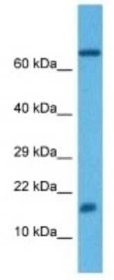 Western Blot: Ear4 Antibody [NBP3-10131]