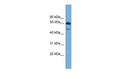 Western Blot: Ebf4 Antibody [NBP2-84015]