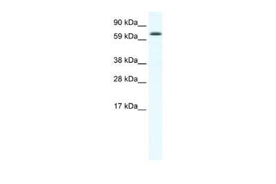 Western Blot: Ebf4 Antibody [NBP2-84016]