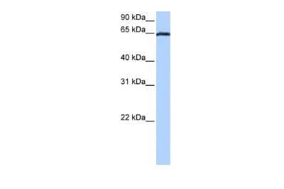 Western Blot: Ebf4 Antibody [NBP2-84018]