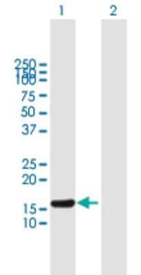 Western Blot: Eco1 Antibody [H00114799-B01P]