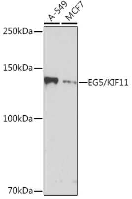 Western Blot: Eg5 Antibody (6G8V8) [NBP3-16458]