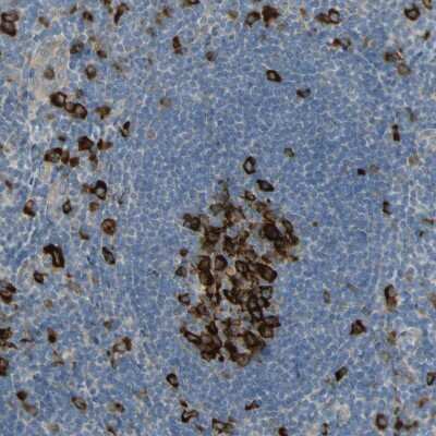 Immunohistochemistry-Paraffin: Eg5 Antibody [NBP1-84887]