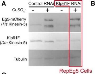 Western Blot: Eg5 Antibody [NB500-181]