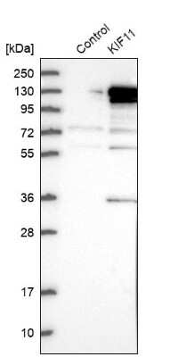 Western Blot: Eg5 Antibody [NBP1-84888]