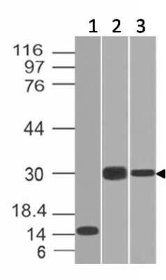 Western Blot: Elastase Antibody (CELA3B/1218)Azide and BSA Free [NBP2-47938]