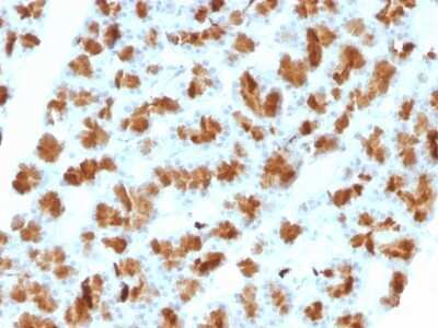 Immunohistochemistry-Paraffin: Elastase Antibody (CELA3B/1257) [NBP2-53246]