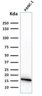 Western Blot: Elastase Antibody (CELA3B/1374)Azide and BSA Free [NBP2-54302]