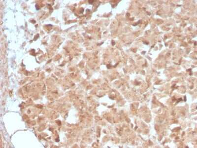 Immunohistochemistry-Paraffin: Elastase Antibody (CELA3B/2809R) - Azide and BSA Free [NBP3-08864]