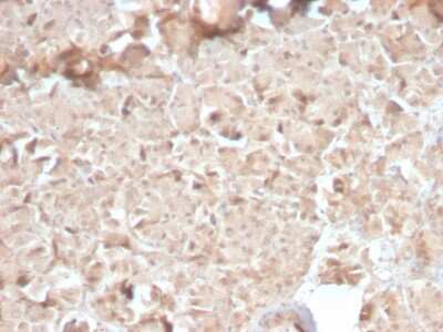 Immunohistochemistry-Paraffin: Elastase Antibody (CELA3B/2810R) - Azide and BSA Free [NBP3-08372]