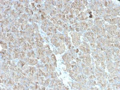 Immunohistochemistry-Paraffin: Elastase Antibody (rCELA3B/1811) - Azide and BSA Free [NBP3-08862]