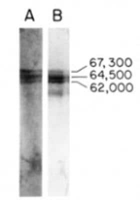 Western Blot: Elastin Antibody (BA-4) [NB100-2076]