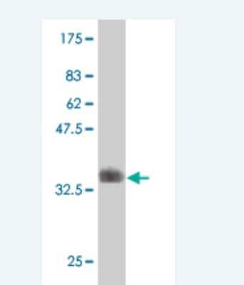 Western Blot: Elf4/MEF Antibody (1E10) [H00002000-M02]