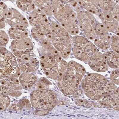 Immunohistochemistry-Paraffin: Elf4/MEF Antibody [NBP2-33286]