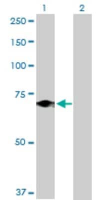 Western Blot: Elf4/MEF Antibody [H00002000-D01P]