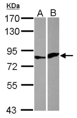 Western Blot: Elf4/MEF Antibody [NBP2-16314]