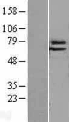 Western Blot: Elf4/MEF Overexpression Lysate [NBL1-10231]