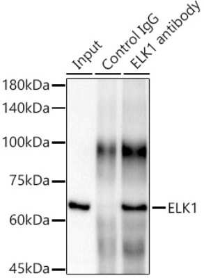 Immunoprecipitation: Elk-1 Antibody (10U8X1) [NBP3-15631]