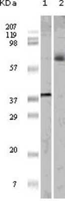 Western Blot: Elk-1 Antibody (3H6D12)BSA Free [NBP1-47553]